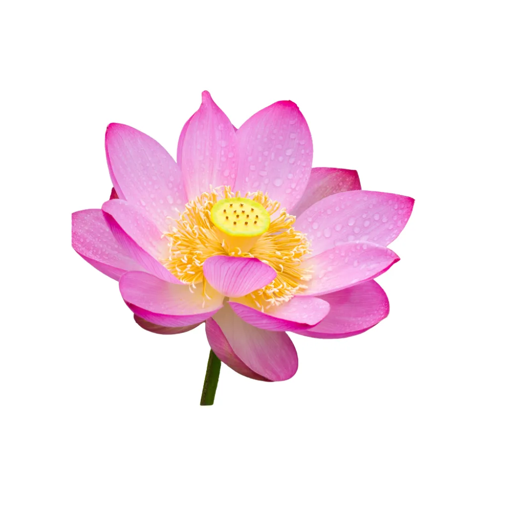 Landscaping plants India