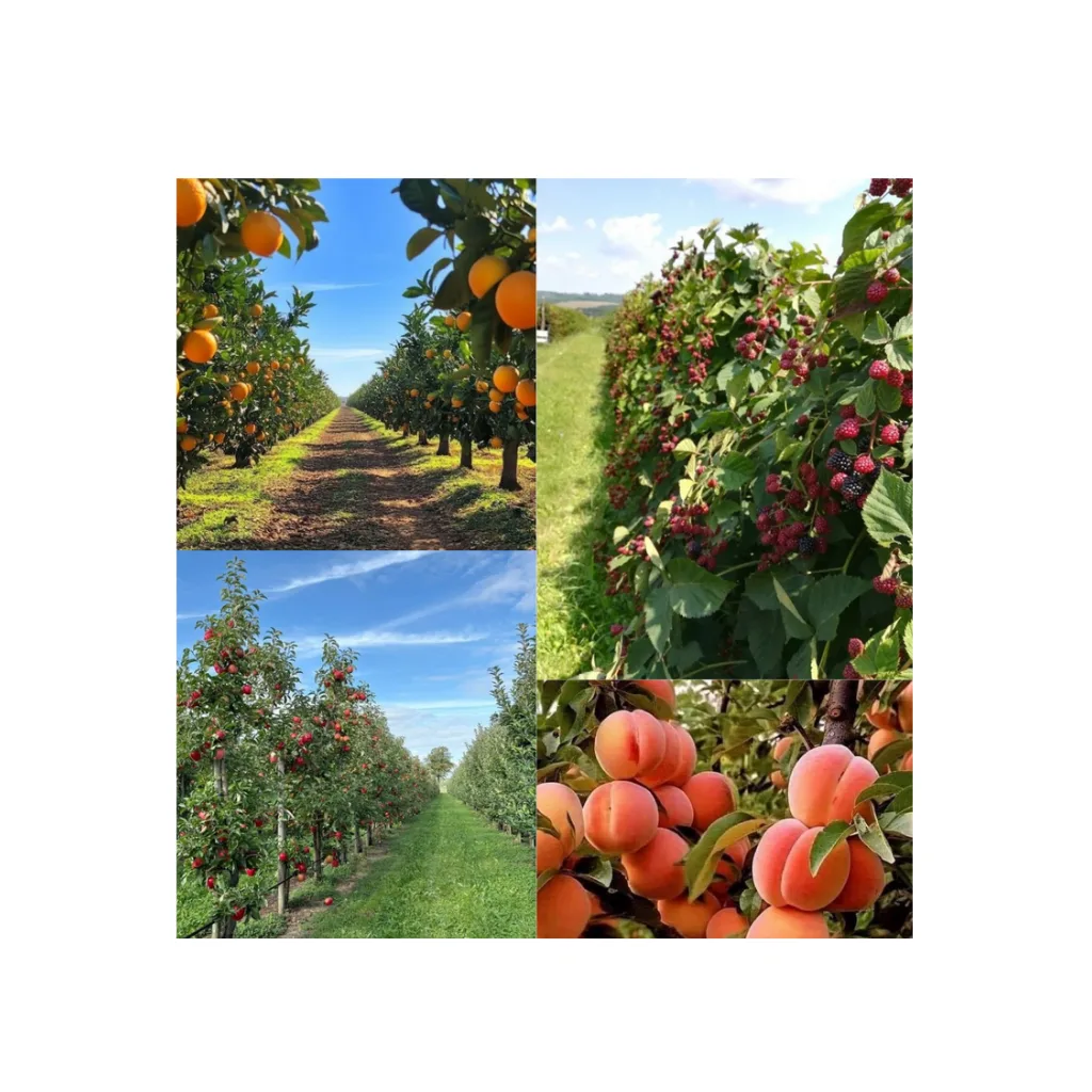 Indian horticulture services
