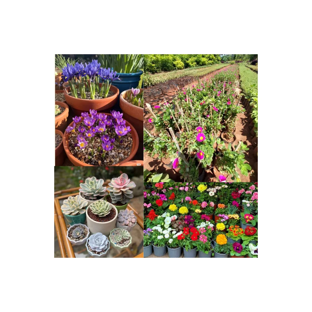 Indian horticulture services