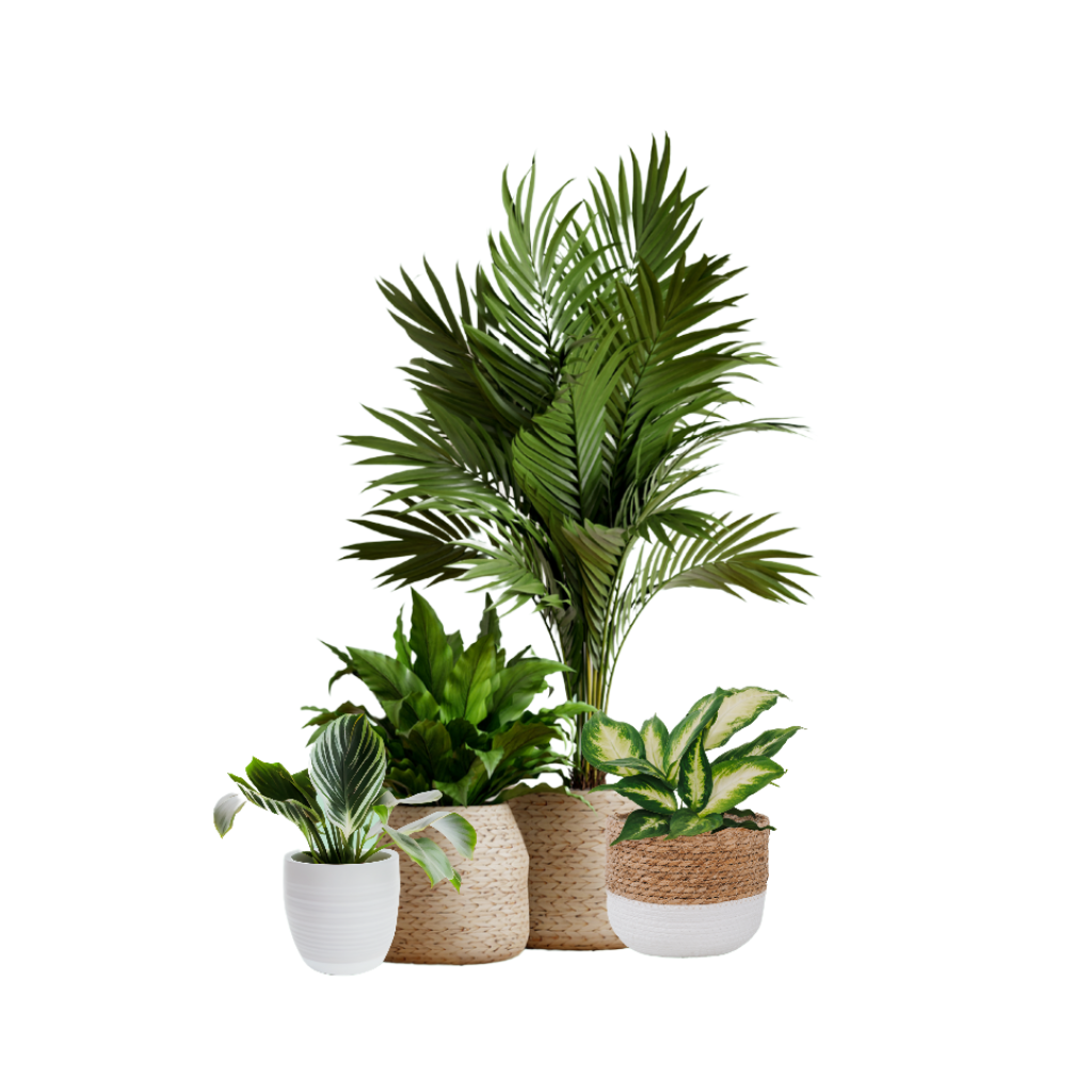 Indoor Plants