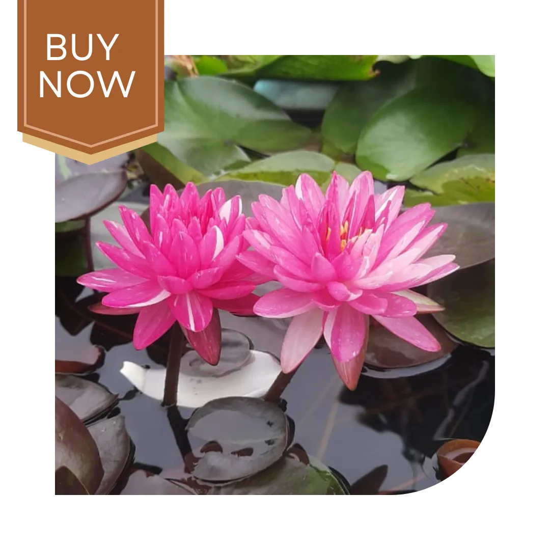 2 20250322 222424 0001