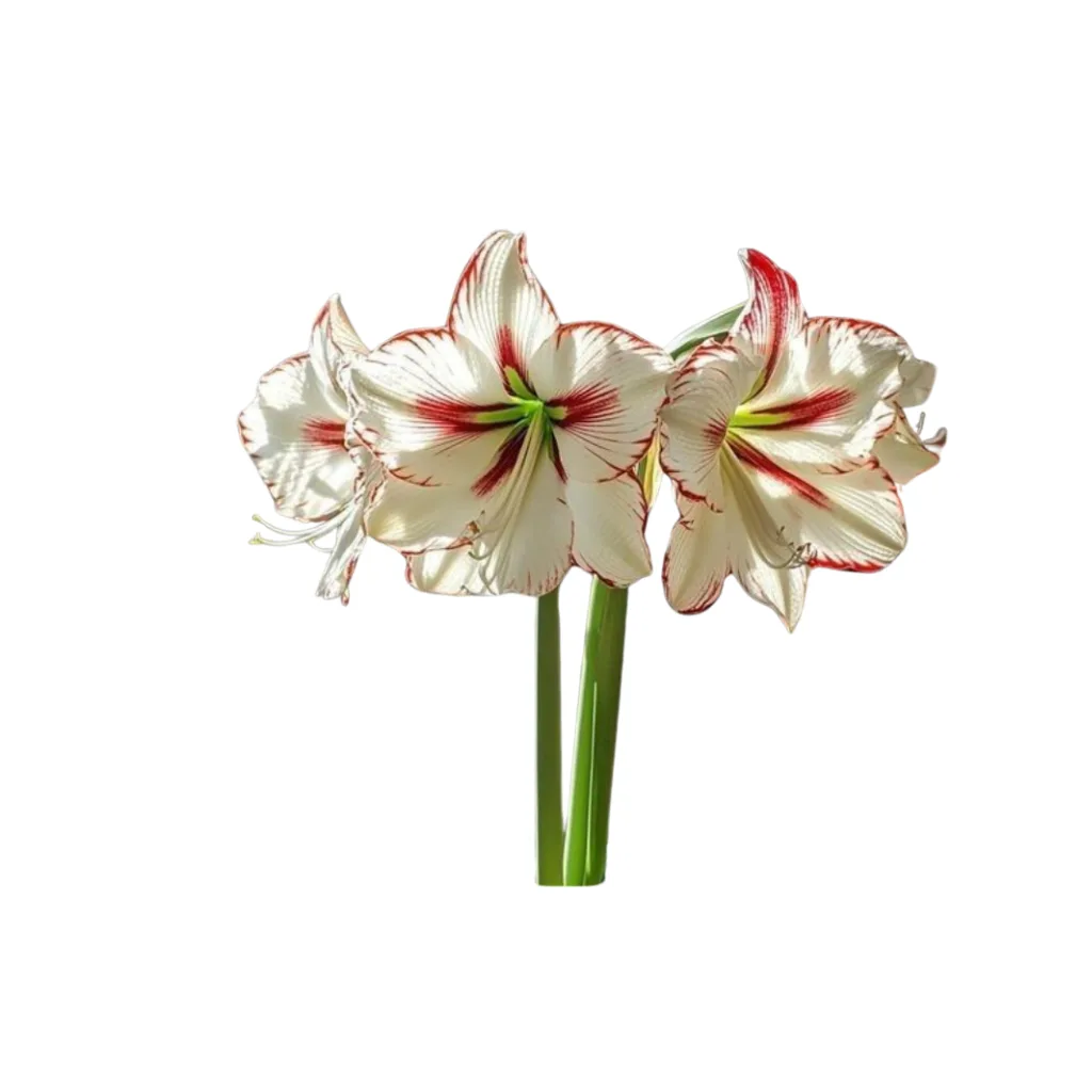 garden center west bengal