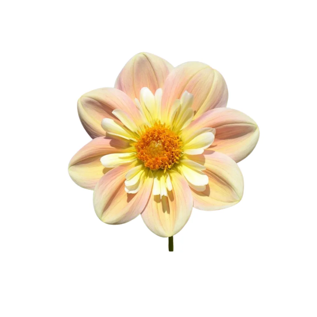 Horticulture Services in West Bengal