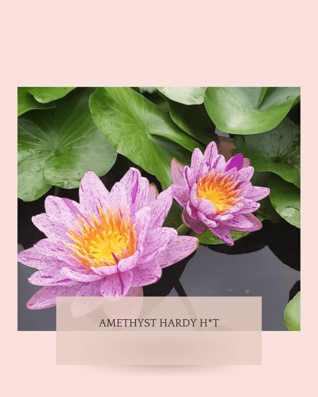 Water lily blog 20250326 192105 0000