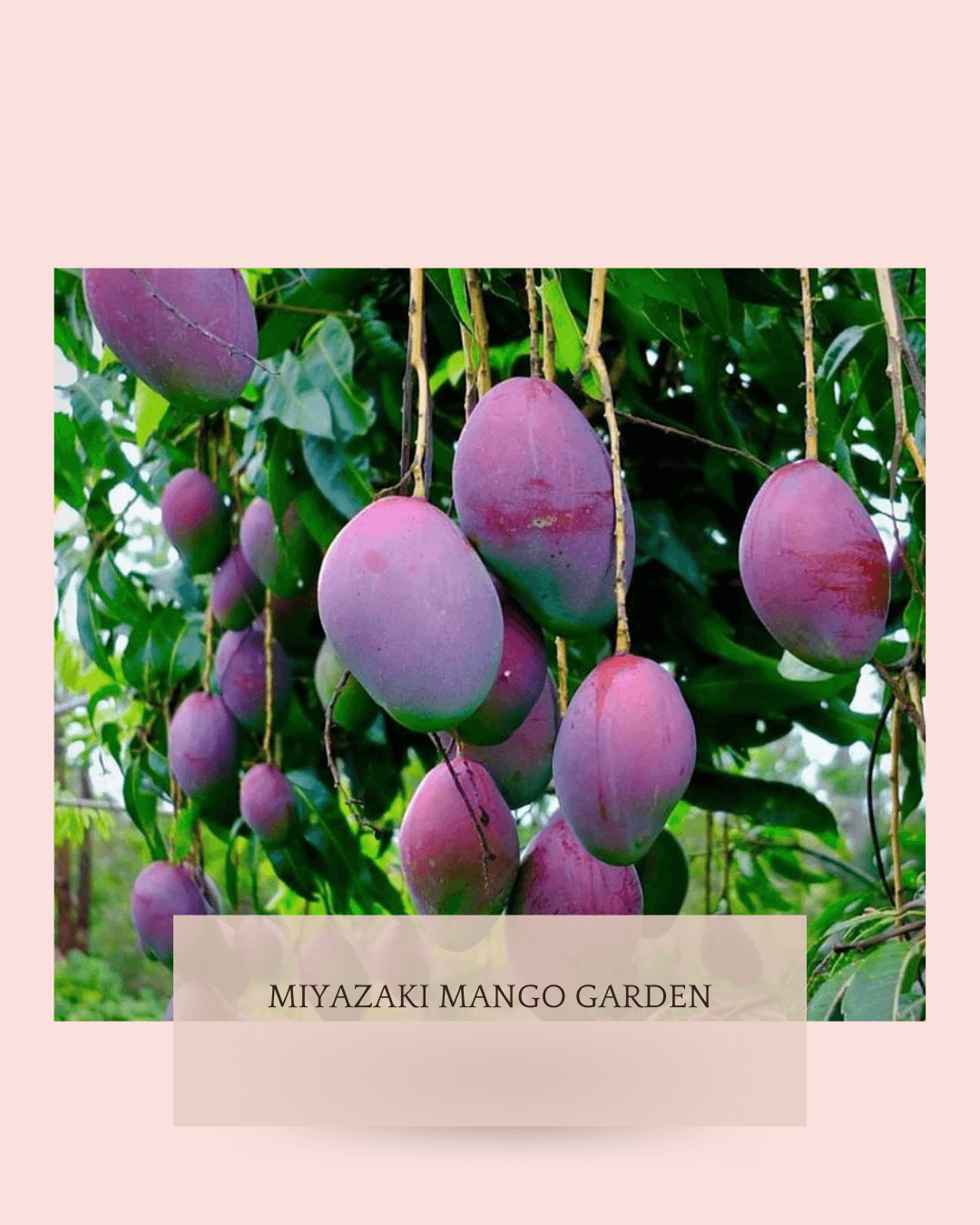 media 20250326 190734 7146875360289923812