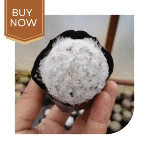 22 20250420 192050 0021