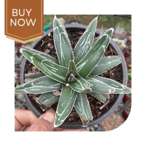 24 20250420 192050 0023