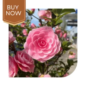 53 20250420 192052 0052