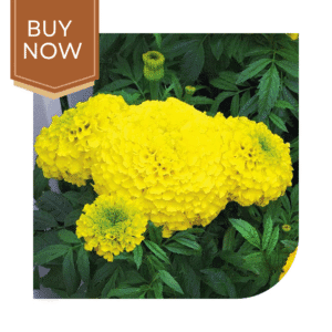 Buy African Marigold Seeds (OP)- Orange