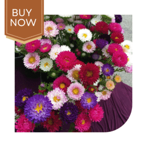 Buy Aster Seeds (OP)- Mix