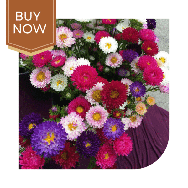 Buy Aster Seeds (OP)- Mix