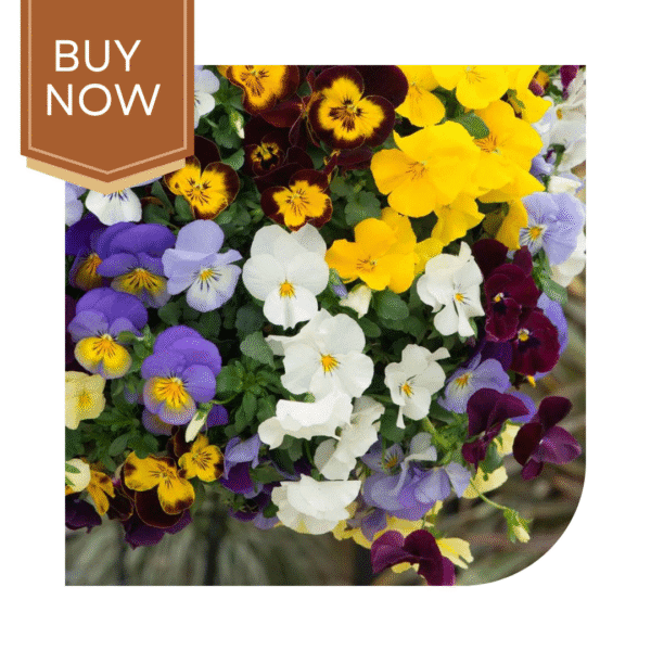 Buy Pansy Seeds- Mix - Image 3