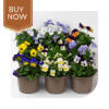Buy Pansy Seeds- Mix - Image 2