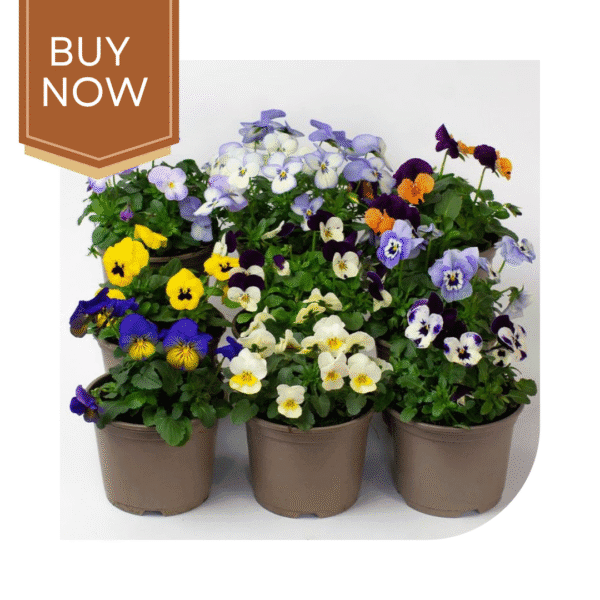 Buy Pansy Seeds- Mix - Image 2