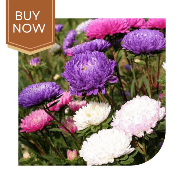 Buy Aster Seeds (OP)- Mix - Image 2