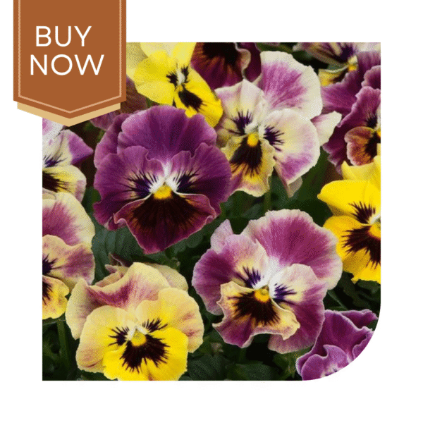 Buy Pansy Seeds- Mix