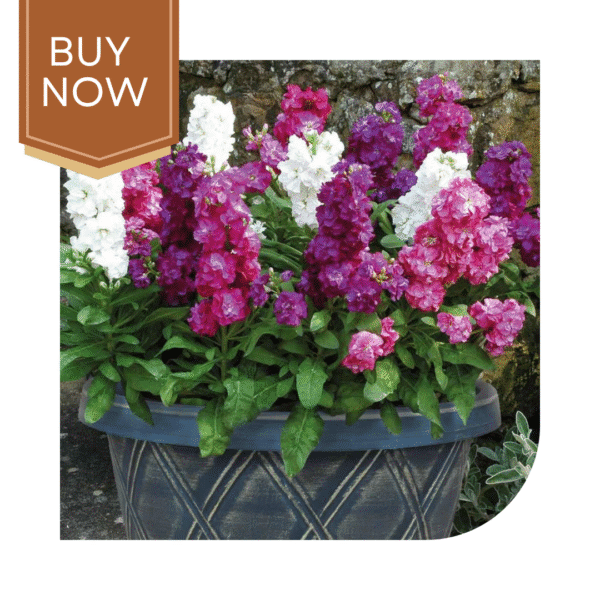Buy Stock Matthiola Seeds- Mix - Image 2
