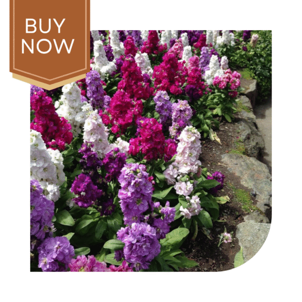 Buy Stock Matthiola Seeds- Mix - Image 3