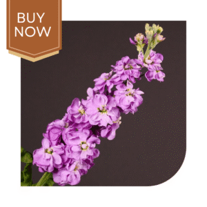 Buy Stock Matthiola Seeds- Pink