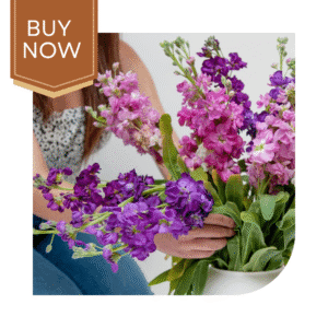 Buy Stock Matthiola Seeds- Mix