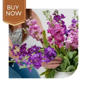 Buy Stock Matthiola Seeds- Mix