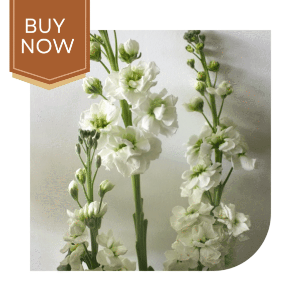 Buy Stock Matthiola Seeds- White - Image 3