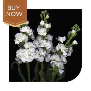 Buy Stock Matthiola Seeds- White