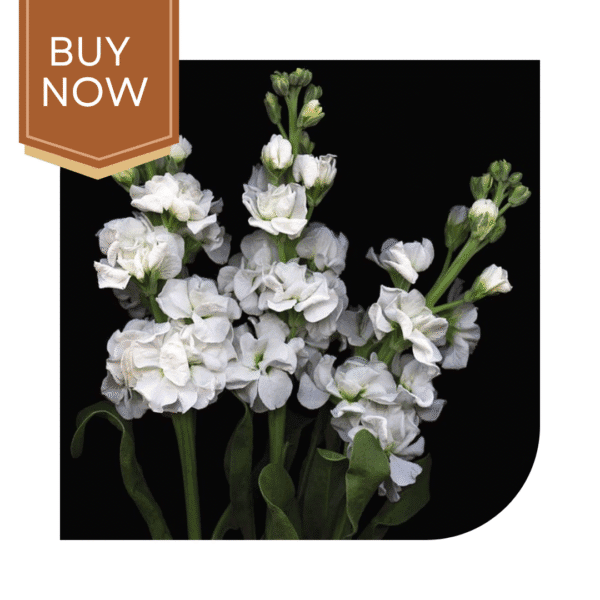 Buy Stock Matthiola Seeds- White