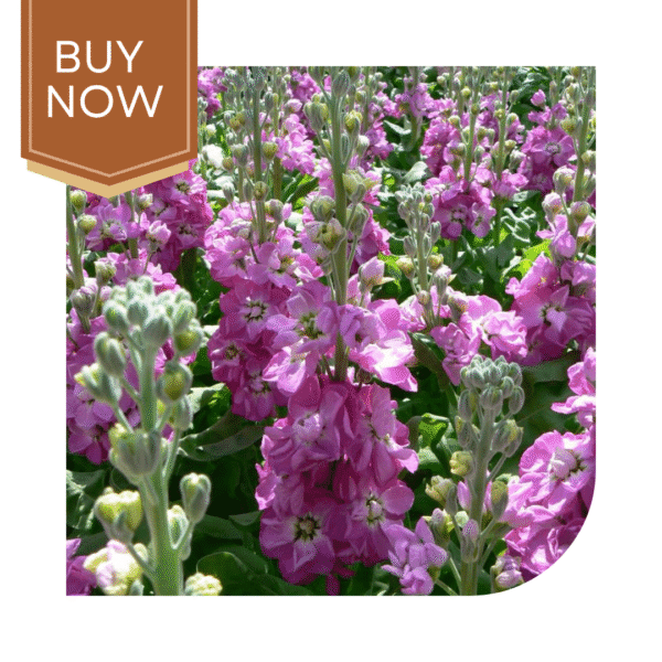 Buy Stock Matthiola Seeds- Pink - Image 2