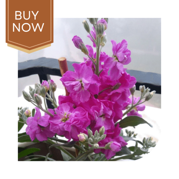 Buy Stock Matthiola Seeds- Pink - Image 3
