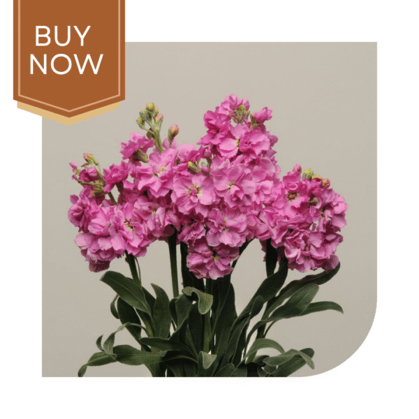 Buy Stock Matthiola Seeds- Pink - Image 4
