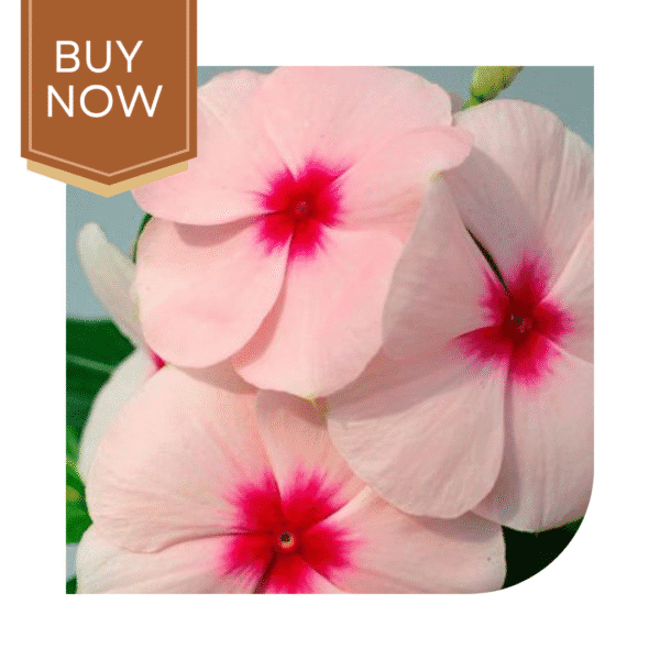 Buy Vinca Seeds- Apricot - Image 2