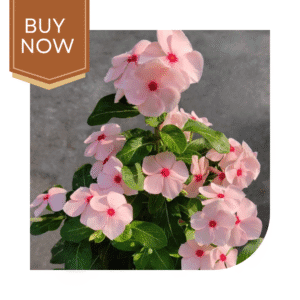 Buy Vinca Seeds- Apricot