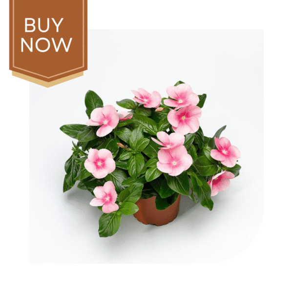 Buy Vinca Seeds- Blush - Image 3