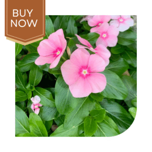 Buy Vinca Seeds- Blush