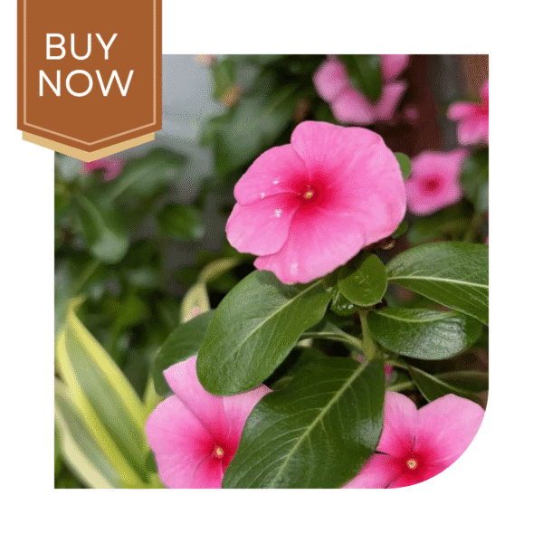 Buy Vinca Seeds- Blush - Image 2