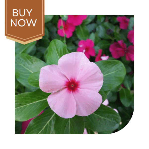 Buy Vinca Seeds- Blush - Image 4