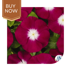 Buy Vinca Seeds- Burgundy