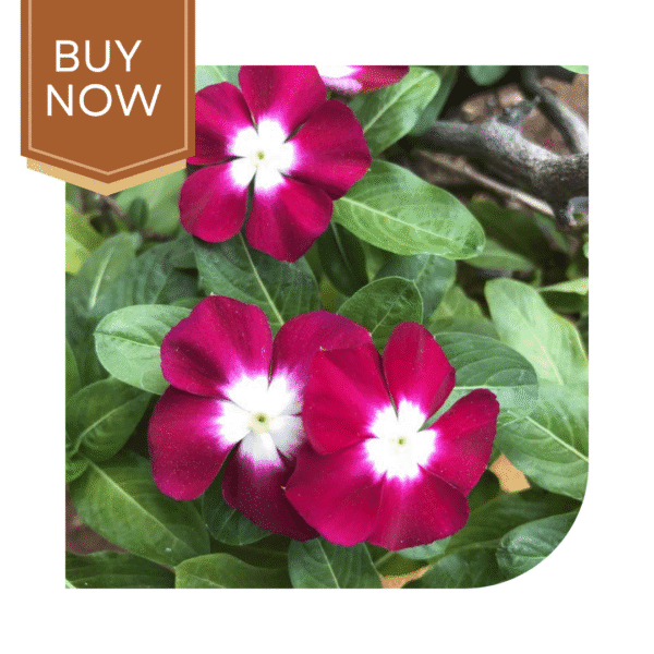 Buy Vinca Seeds- Burgundy - Image 3