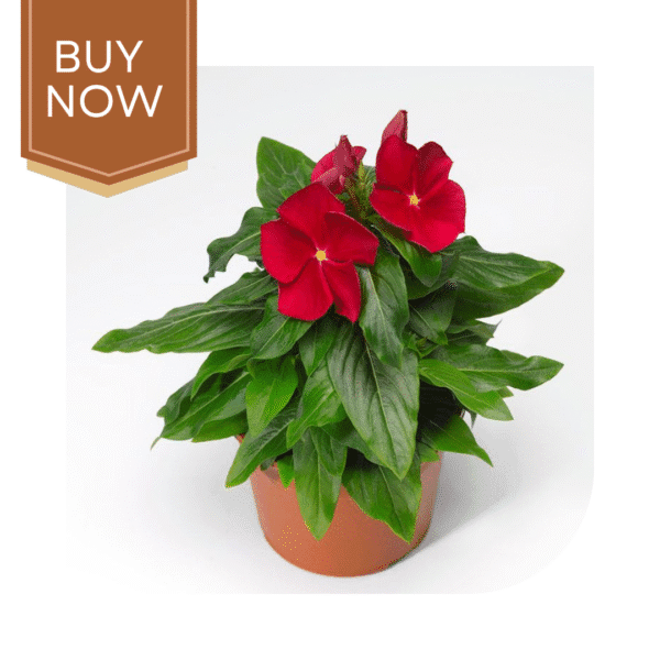 Buy Vinca Seeds- Dark Red - Image 3
