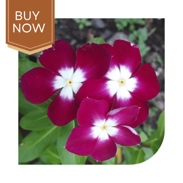 Buy Vinca Seeds- Burgundy - Image 2