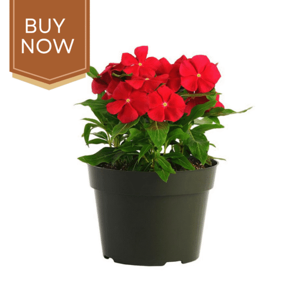 Buy Vinca Seeds- Dark Red - Image 2