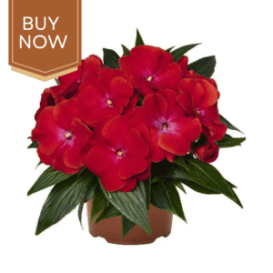 Buy Vinca Seeds- Dark Red