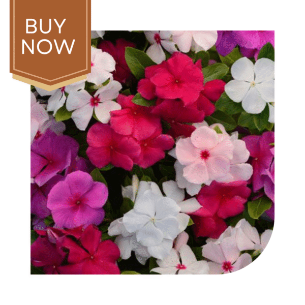 Buy Vinca Seeds- Mix - Image 2