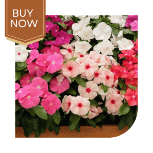Buy Vinca Seeds- Mix