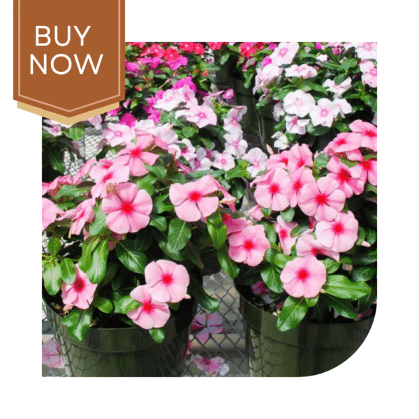 Buy Vinca Seeds- Mix - Image 3
