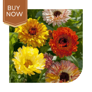 Buy Calendula Seeds (OP)- Mix