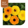 Buy Calendula Seeds (OP)- Mix - Image 2