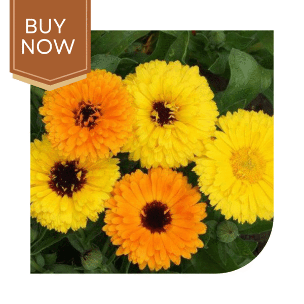 Buy Calendula Seeds (OP)- Mix - Image 2