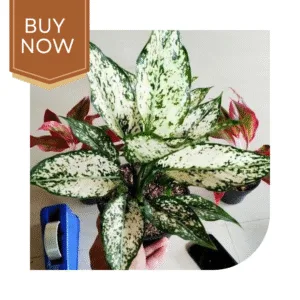 1 20250507 203657 0000